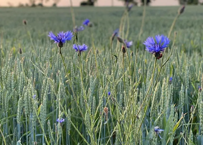 مزرعة للإقامة Grudza83 Bikepoint *